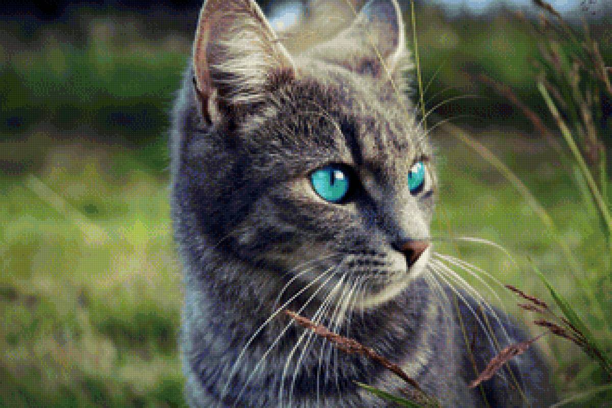 Кошка - трава, глаза, кошка - предпросмотр