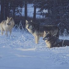 Картина волки в зимнем лесу