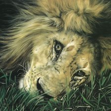 Схема вышивки «Уставший лев»
