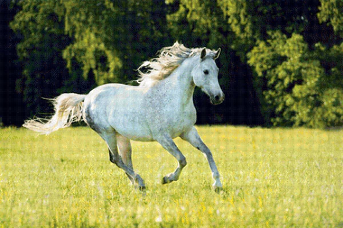 Лошадь белая - лошадь, конь, животные - предпросмотр