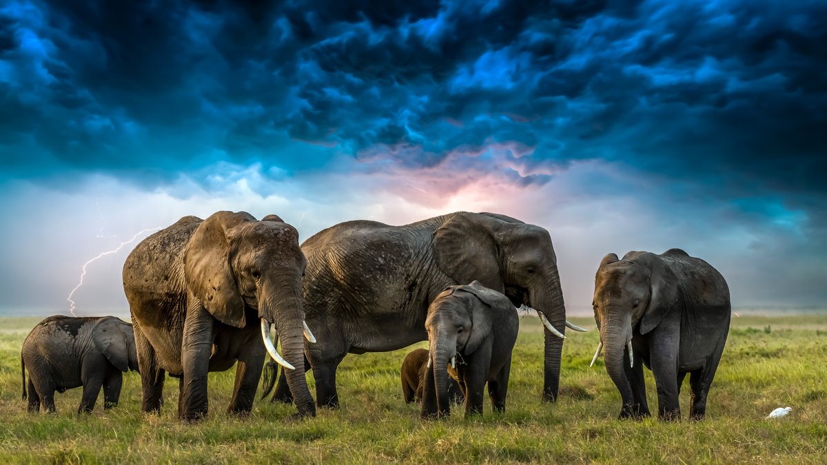 Семья слонов - слоны, семья, африка - оригинал