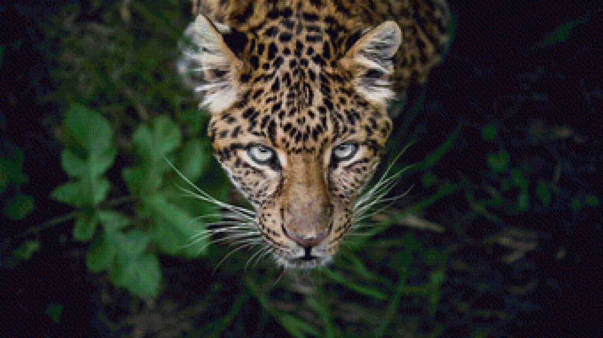 Леопард уссурийский морда - животные, леопард - предпросмотр