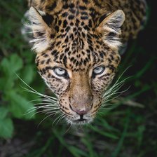 Леопард уссурийский морда