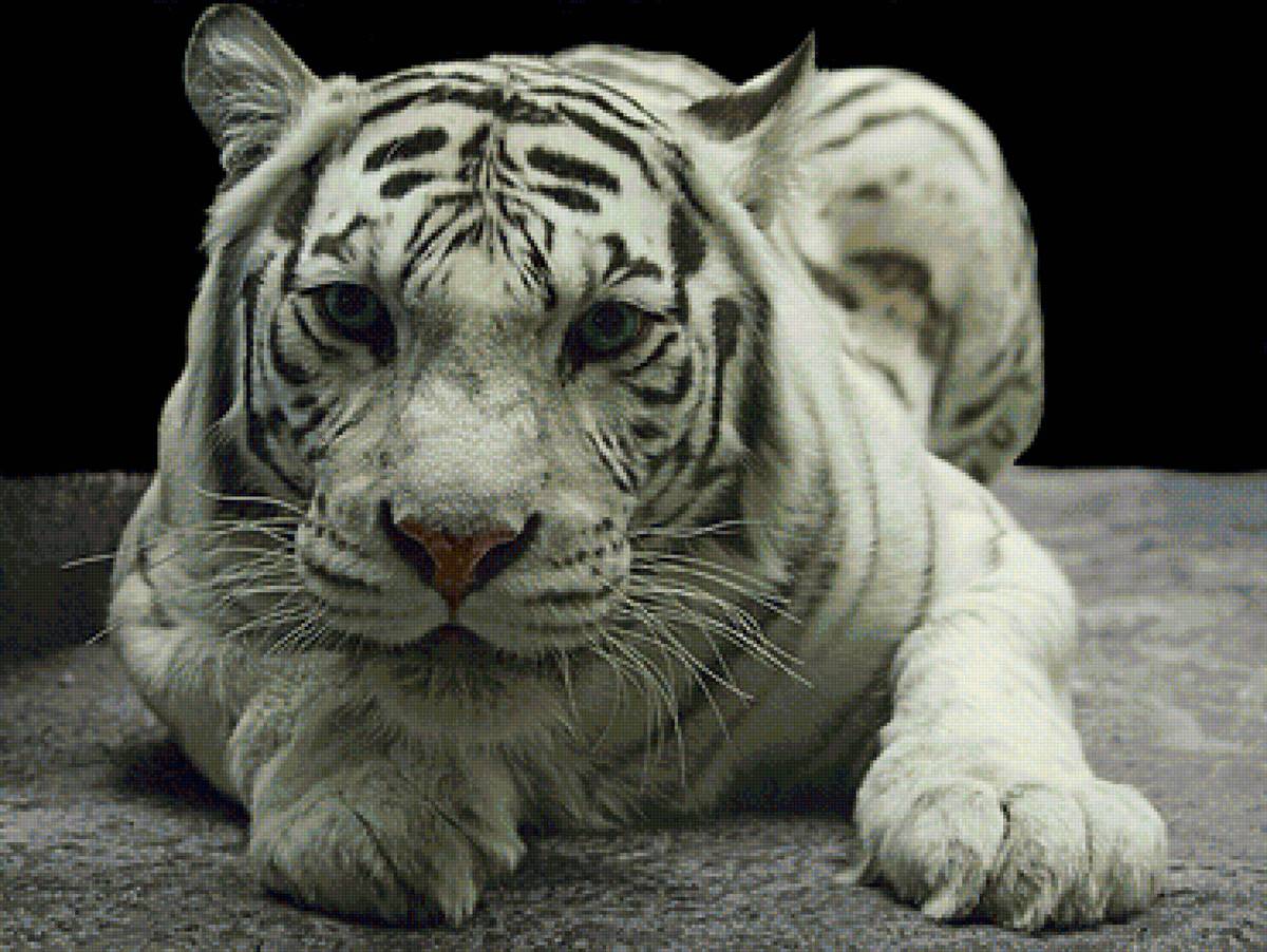 Белый тигр - тигр, животные, большие кошки - предпросмотр