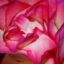Схема вышивки «Роза с розовой каймой»