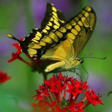 Бабочка парусник махаон