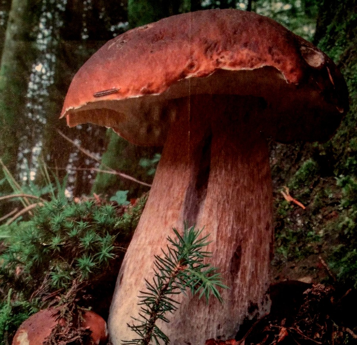 Семья грибов - грибы, лес, семья - оригинал
