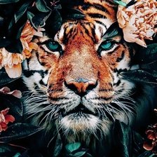Тигр1