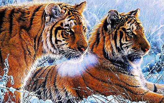 Тигры - отдых, зверь, тигры, природа, лес, зима - оригинал