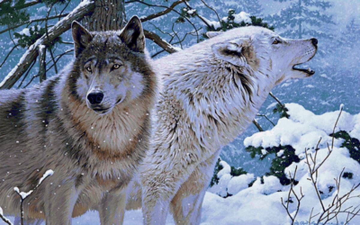 Вожаки стай - волки, белый волк, пара - предпросмотр