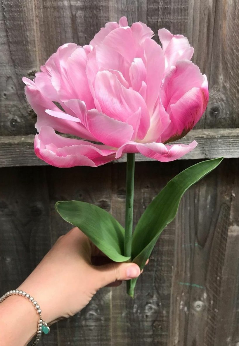 Тюльпан розовая звезда - цветы, тюльпан - оригинал