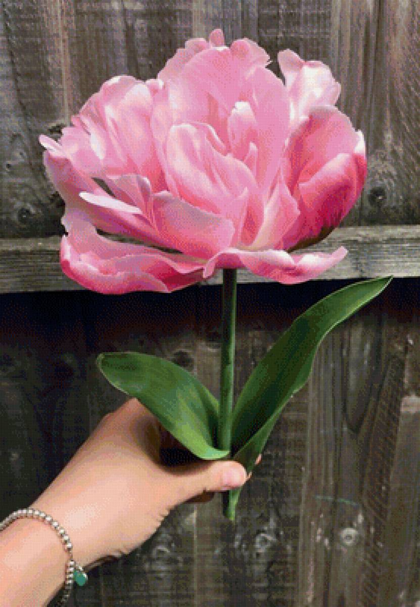 Тюльпан розовая звезда - цветы, тюльпан - предпросмотр