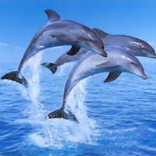 тройка дельфинов