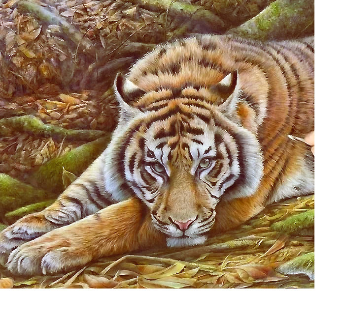 Серия "Хищники" - хищники, животные, тигр - оригинал