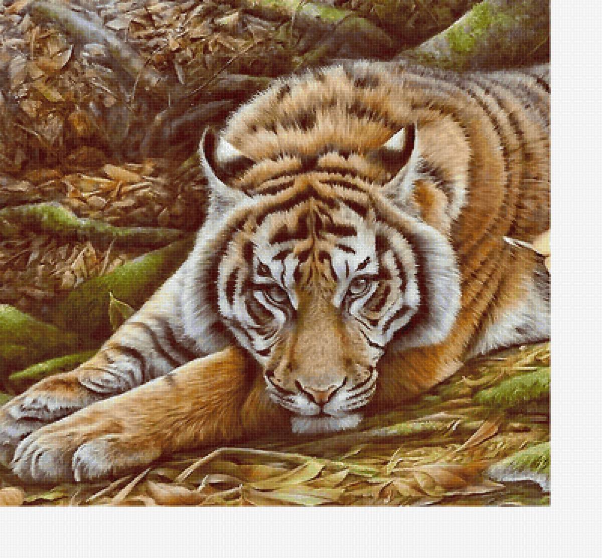 Серия "Хищники" - хищники, тигр, животные - предпросмотр