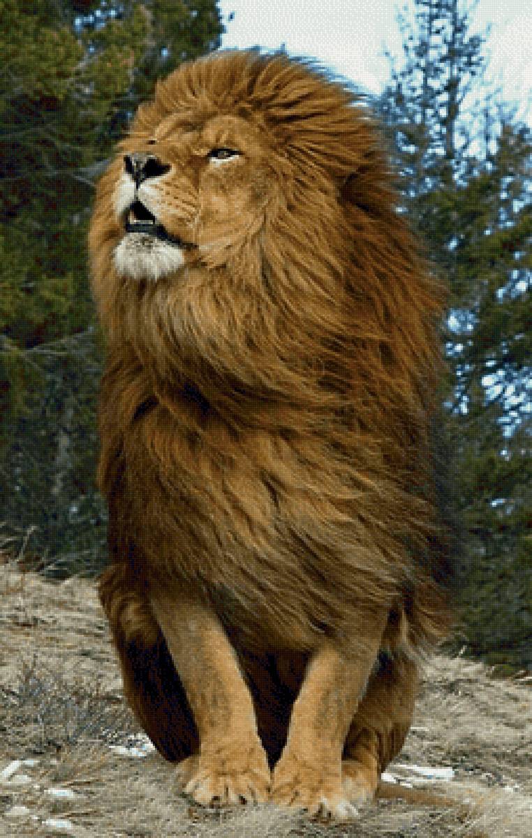 Царь - лев - предпросмотр