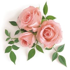 Схема вышивки «Розы на белом фоне»