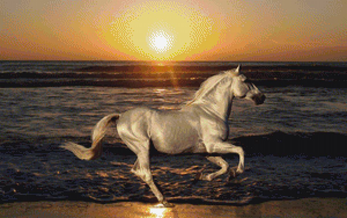 Лошадь в океане - закат, океан, лошадь - предпросмотр