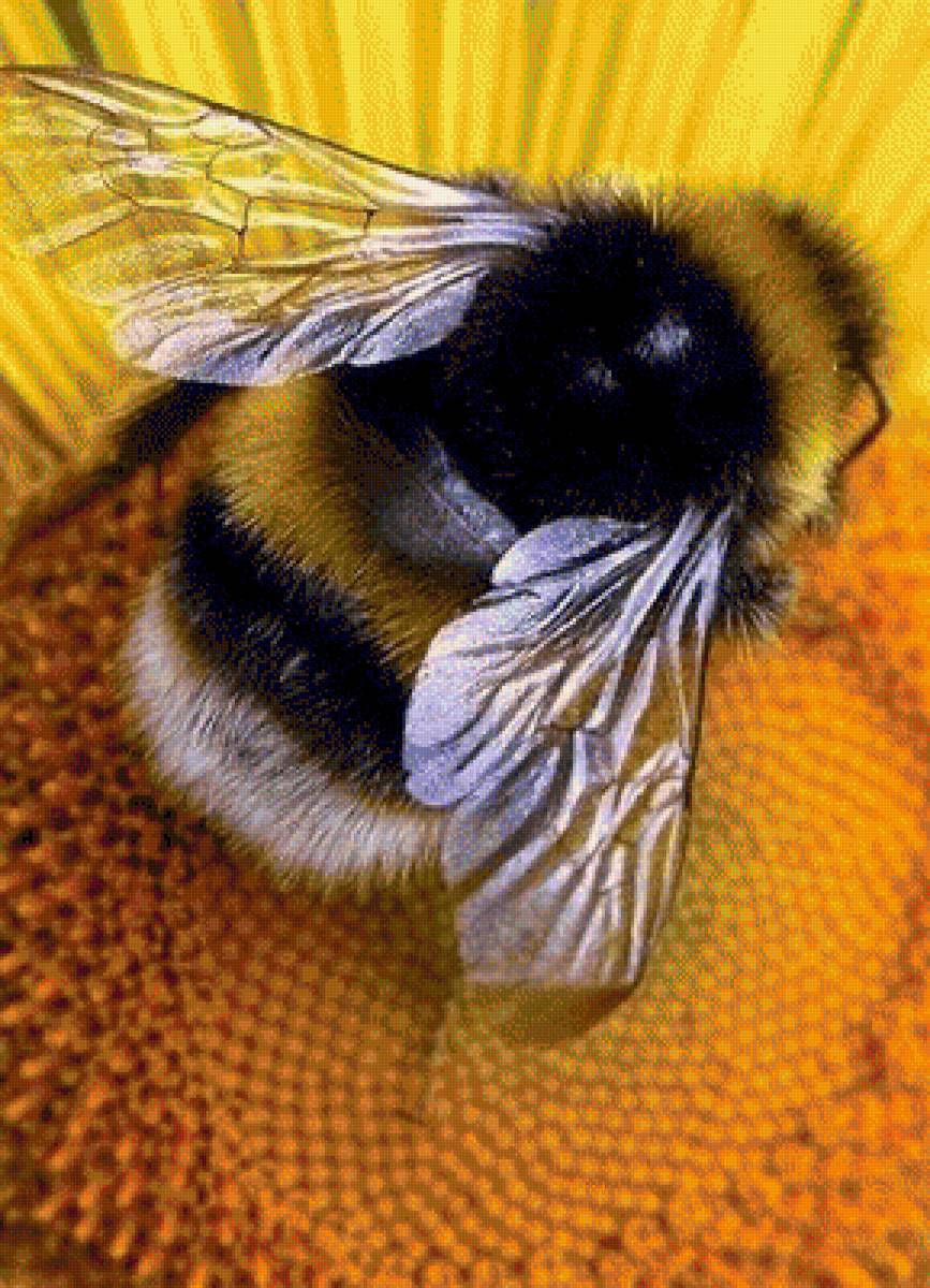 Пчёлка - насекомые, пчелы - предпросмотр