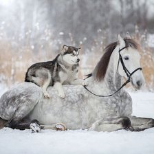 Схема вышивки «Лошадь и собака»