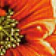Предпросмотр схемы вышивки «Серия "Цветы". Маки» (№2464994)