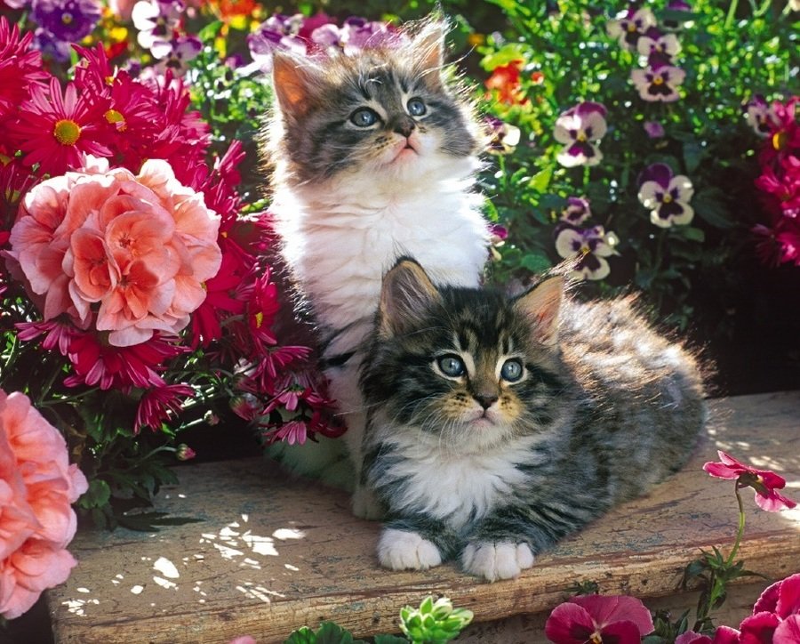 Котята в саду - цветы, животные, сад, котята - оригинал