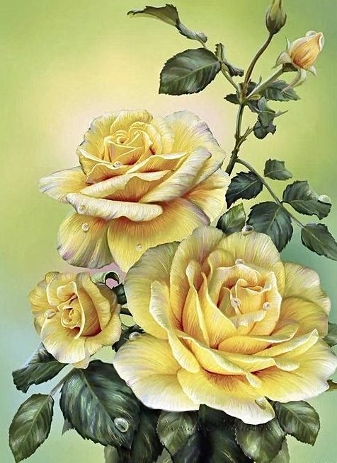 Желтые розы - цветы, растения - оригинал