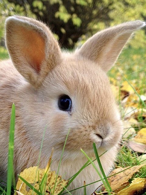 Крольчонок - животные, кролик, зайцы - оригинал