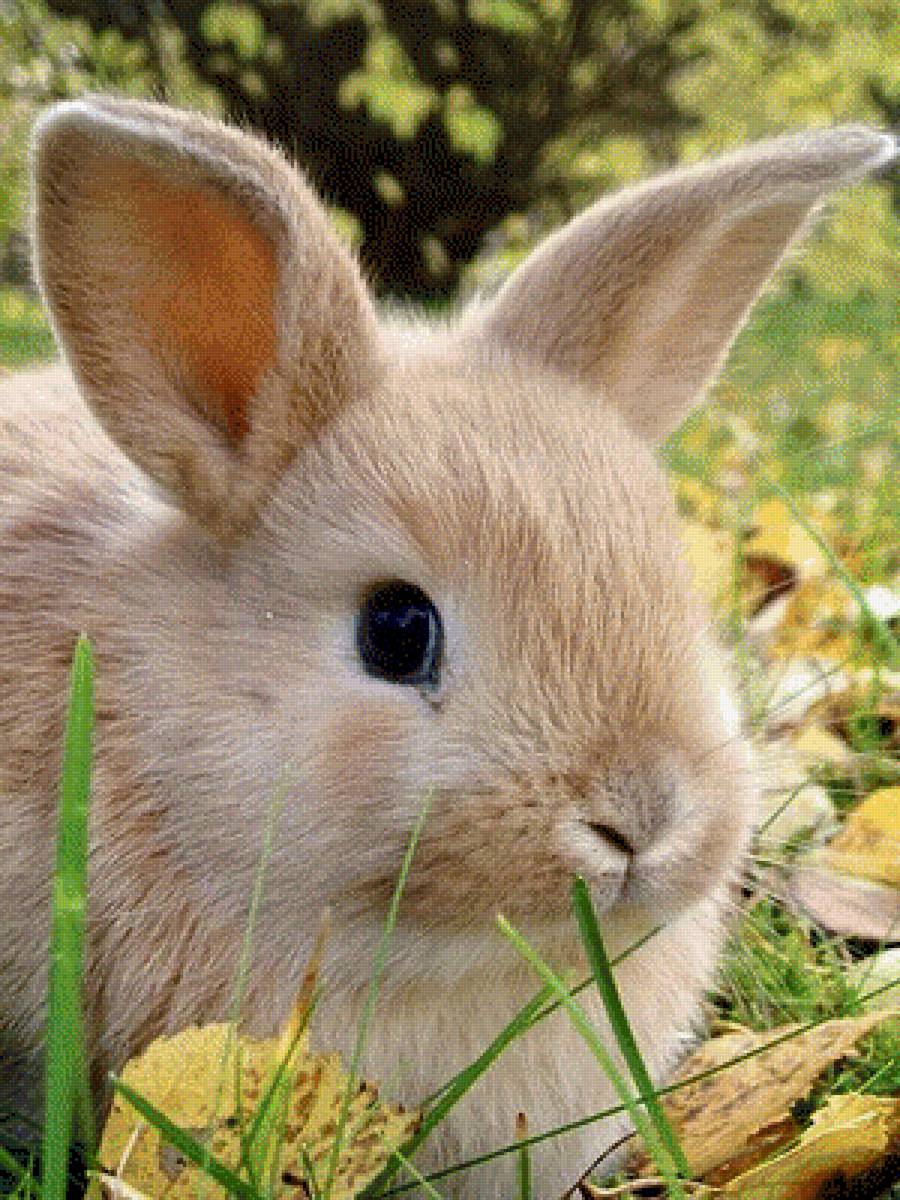Крольчонок - животные, зайцы, кролик - предпросмотр