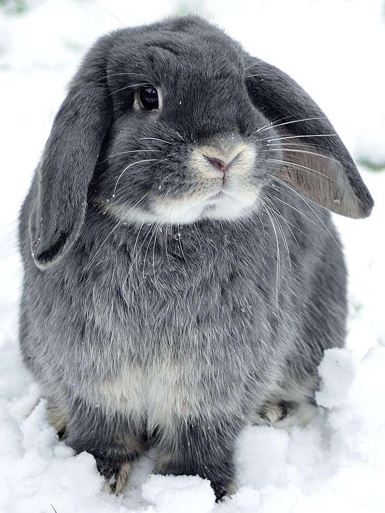 Серый кролик - кролик, животные, зайцы - оригинал
