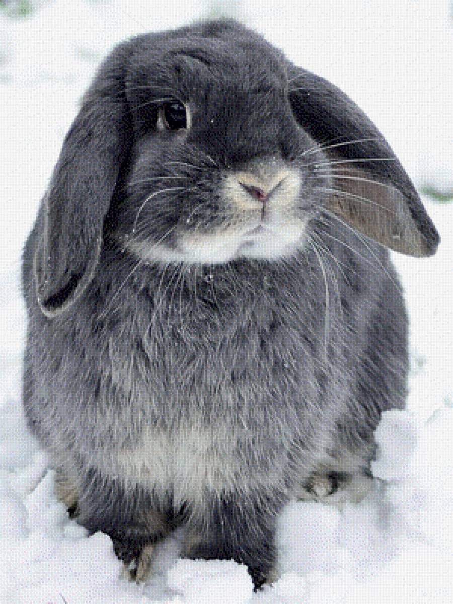 Серый кролик - зайцы, животные, кролик - предпросмотр