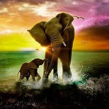 Слоны на рассвете