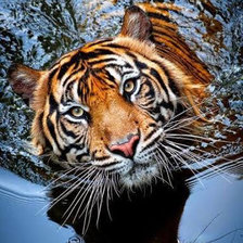 Тигр в воде