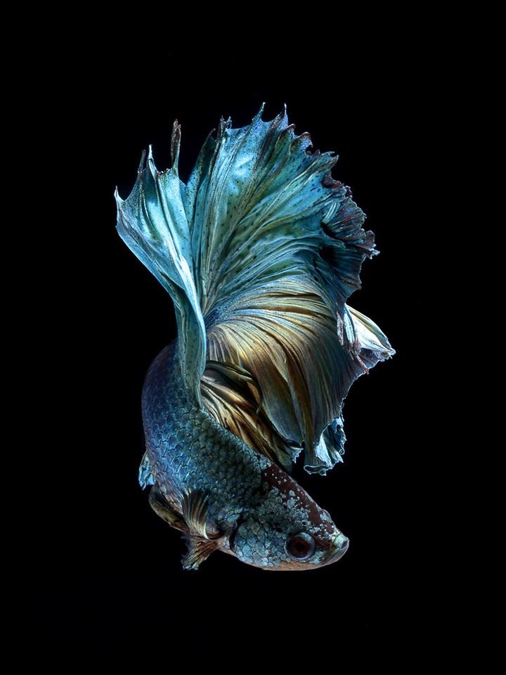 Голубая рыбка - рыба, животные, природа - оригинал