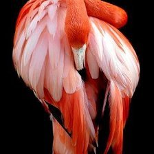 Фламинго - фламинго. птицы - оригинал