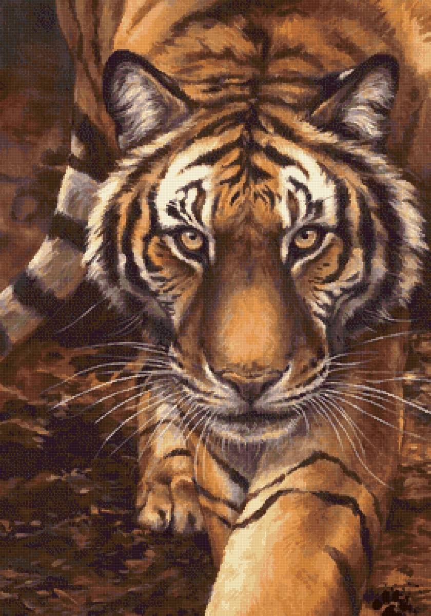 Взгляд тигра - дикие хищные кошки, тигры, тигр, животные - предпросмотр