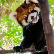 Красная панда на дереве