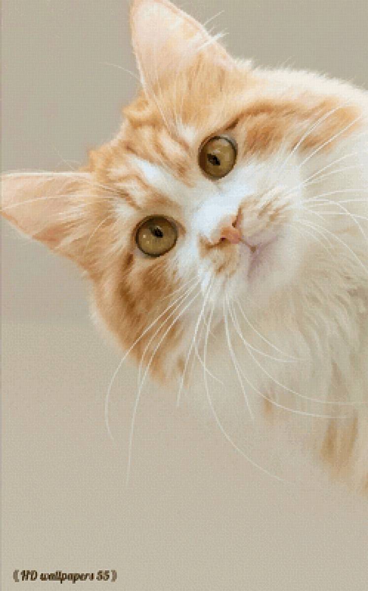 Котик - кот котик пушистый - предпросмотр