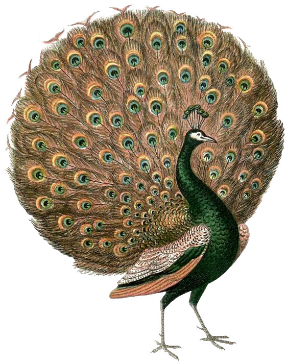 Golden Peacock - hermosa fauna - оригинал