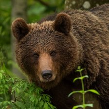 Схема вышивки «oso»