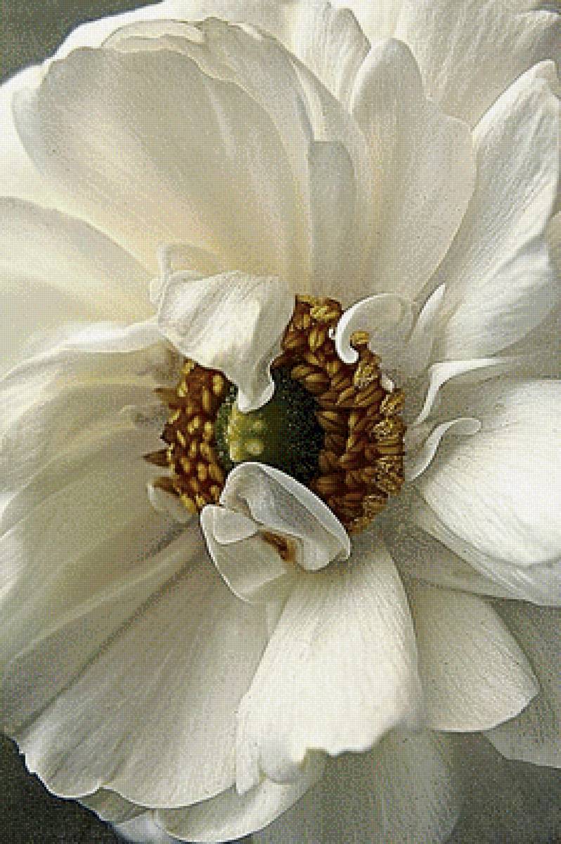Белый мак - цветы, растения, природа - предпросмотр