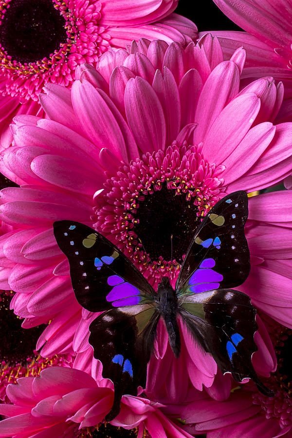 Бабочки. - бабочки, цветы., герберы - оригинал