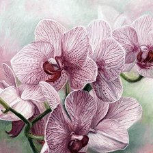 Красавица Орхидея