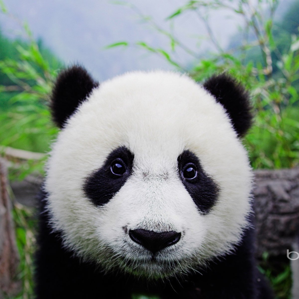 Панда - панда - оригинал