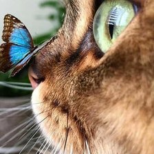 Схема вышивки «Кот с бабочкой»