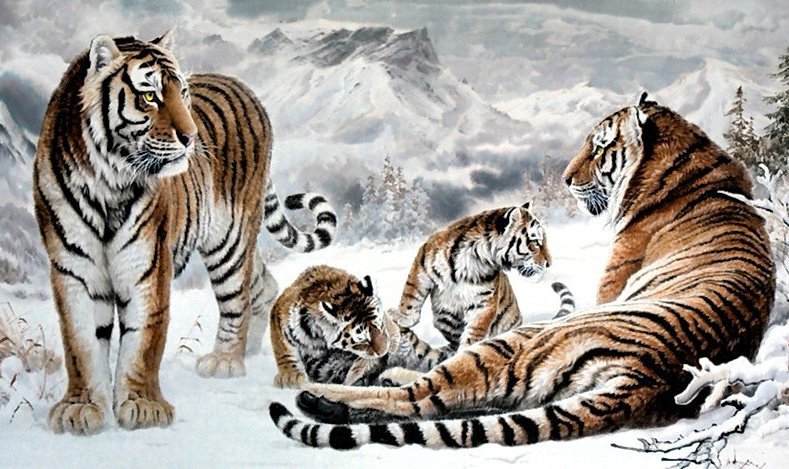 Тигры - тигры, дикие хищные кошки, тигр, животные - оригинал