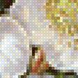 Предпросмотр схемы вышивки «Белый шиповник - Сесил Кеннеди» (№2527052)