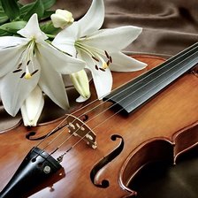 скрипка и лилии