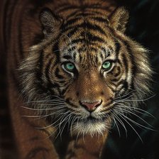зеленоглазый тигр