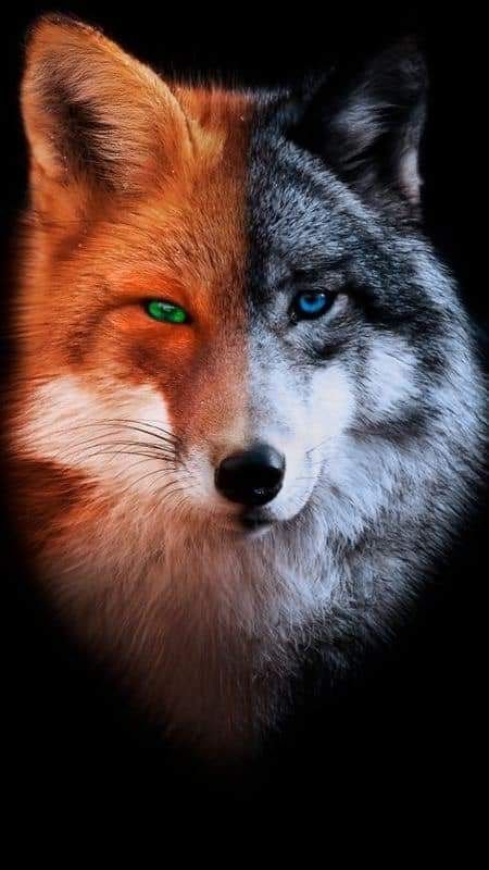 Лиса - волк - лиса, животные, волк, дикие - оригинал